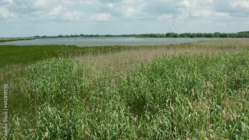 Camera moves over a reed plot on the Lake Tisza close to Poroszló, Hungary photo