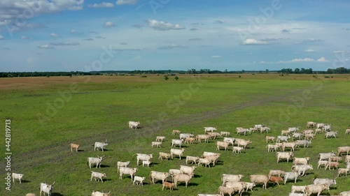 A herd of Hungarian Grey Cattle (Hungarian: Magyar Szürke Marha), also known as Hungarian Steppe Cattle, is an ancient breed of domestic beef cattle indigenous to Hungary. In Hortobágy National Park,  photo
