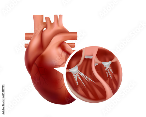 Realistic heart anatomy with close-up cross-section. 3d human heart illustration.