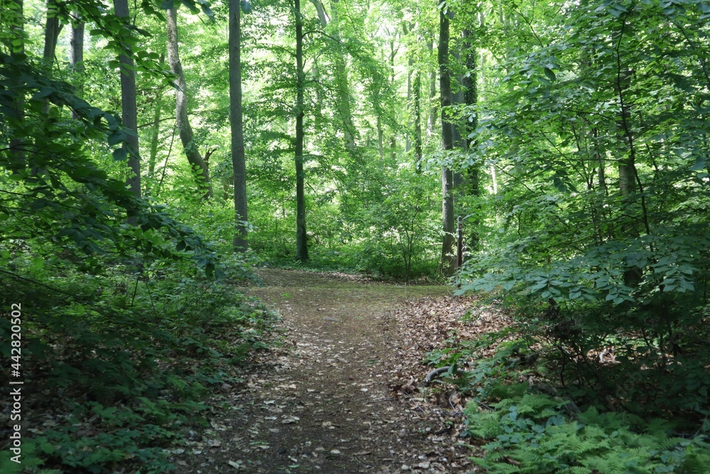 Fototapeta premium Woods