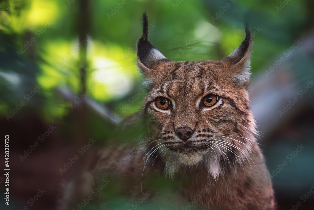 Fototapeta premium lynx in the forest