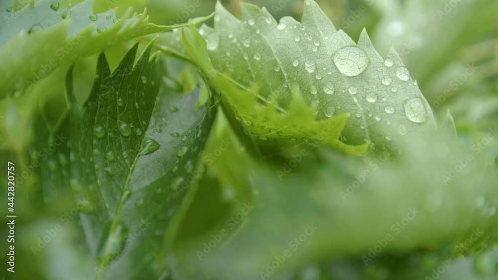 close-up of green leaves with drops of water after rain close-up of green leaves with drops of water after rain