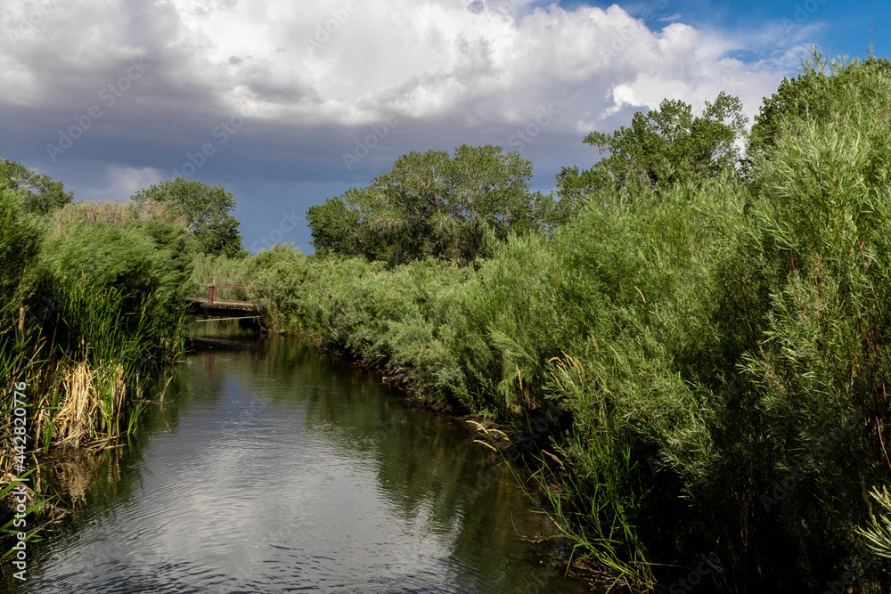 Serene desert stream found hiking