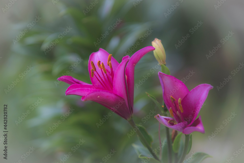 The lírio flowers are very beatiful, when open show the beauty. The lírio flowers are very beatiful, when open show the beauty.