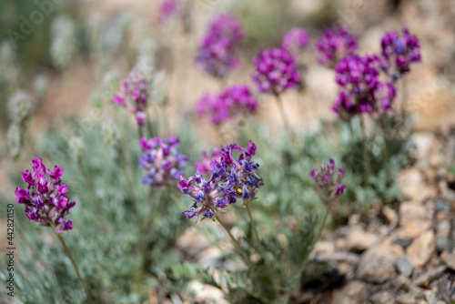 High Mountain Pink and Purple Flowers in Montana 