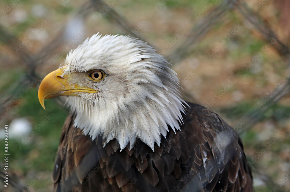 Obraz premium Bald eagle head in profile