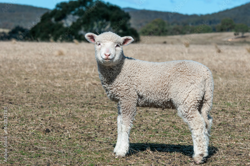 sheep, lamb, farm, animal, grass, field, agriculture, wool, ewe, livestock, farming, white, spring, green, mammal, meadow, young, pasture, nature, animals, rural, cute, grazing, looking, countryside, sheep, lamb, farm, animal, grass, field, agriculture, wool, ewe, livestock, farming, white, spring, green, mammal, meadow, young, pasture, nature, animals, rural, cute, grazing, looking, countryside,