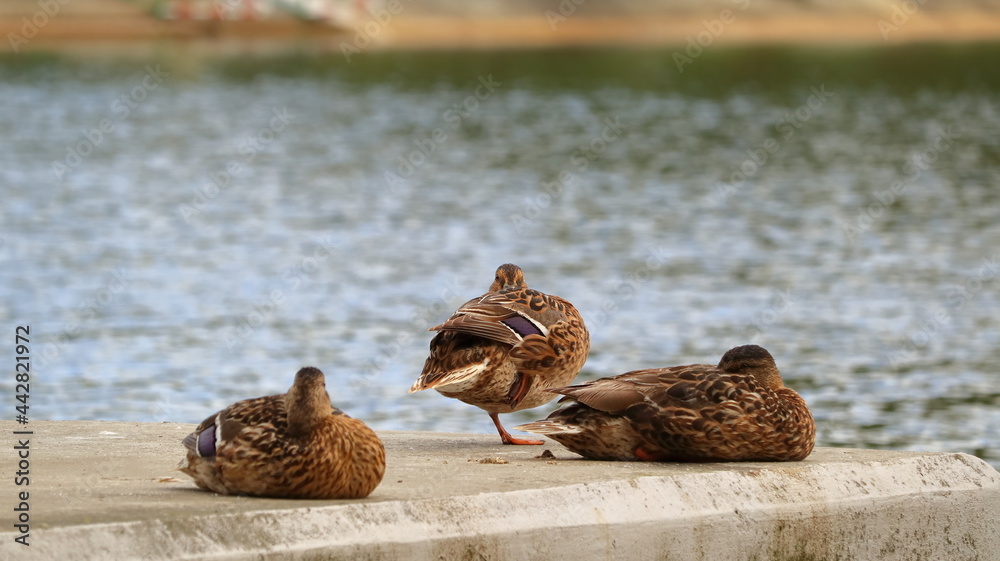 kaczki, ducks by the lake - obrazy, fototapety, plakaty 
