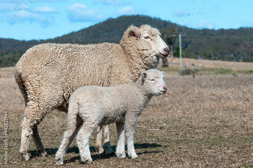 Sheep and Lambs photo