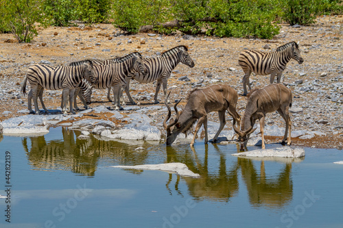 Kudus und Zebras an einer Wasserstelle  Namibia