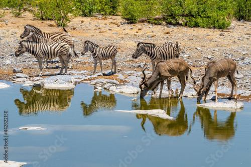 Kudus und Zebras an einer Wasserstelle  Namibia