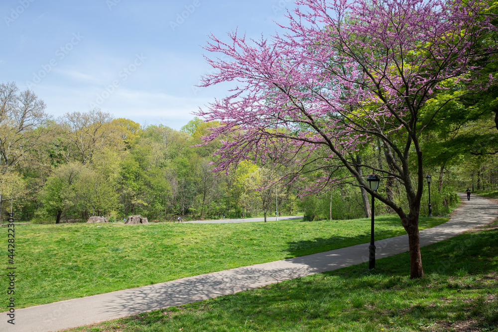 Beautiful garden area with a path. Backyard landscape or a park with green and purple trees and blossoming plants. Beautiful garden area with a path. Backyard landscape or a park with green and purple trees and blossoming plants.