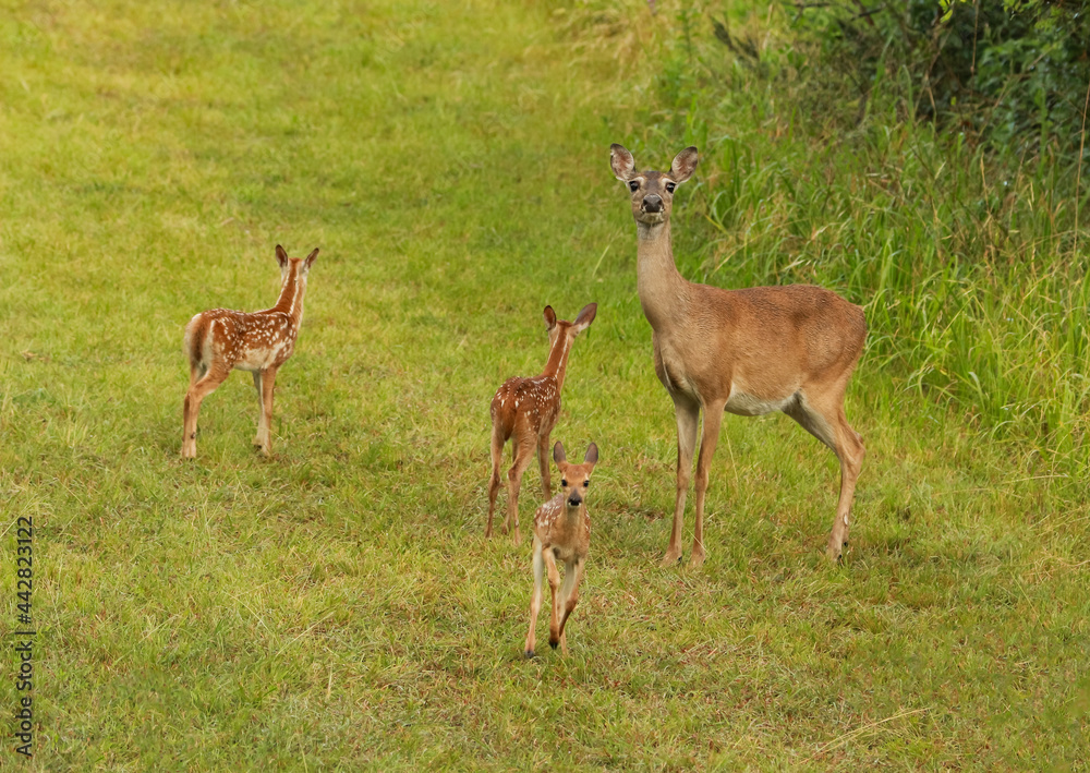 mother white tailed deer doe on alert while three spotted fawns play a field mother white tailed deer doe on alert while three spotted fawns play a field