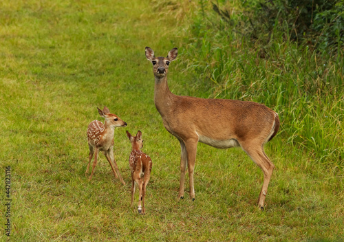 female white tail doe on high alert looking around standing guard over two cute spotted fawns
