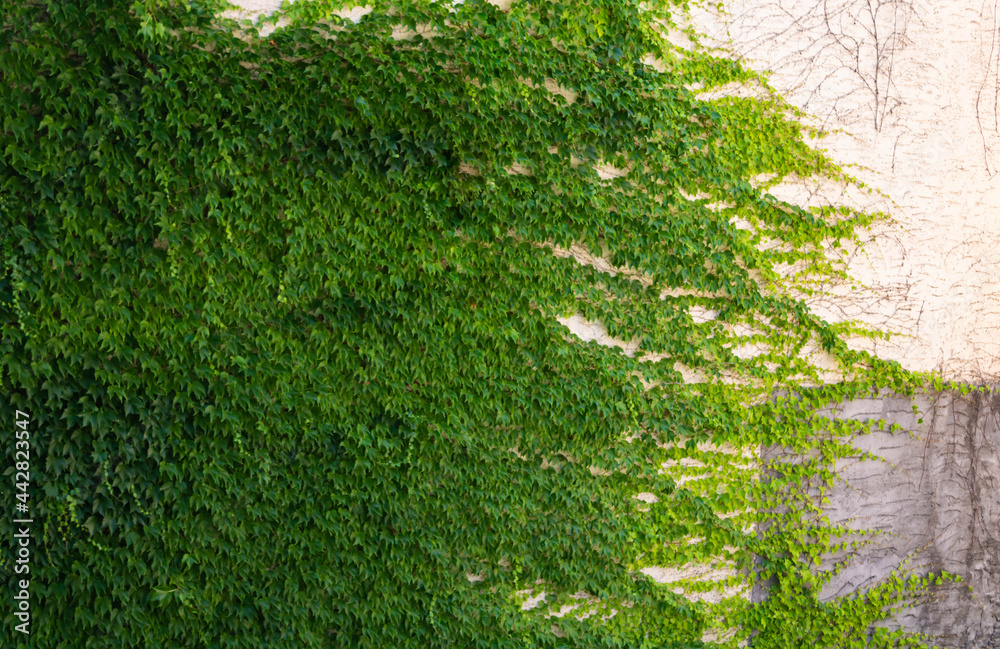 Obraz premium Ivy on the wall