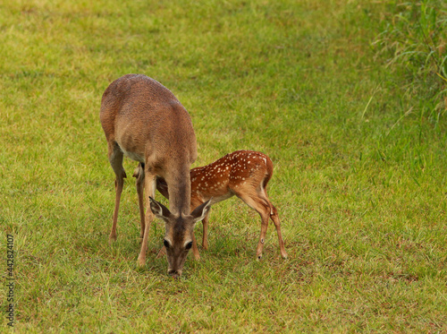 spotted fawn nursing suckling eating  