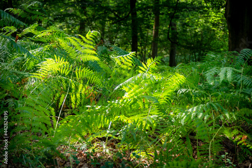 Woodland fern leaves backlit by morning sun,Harewood Forest,Hampshire,England,United Kingdom.