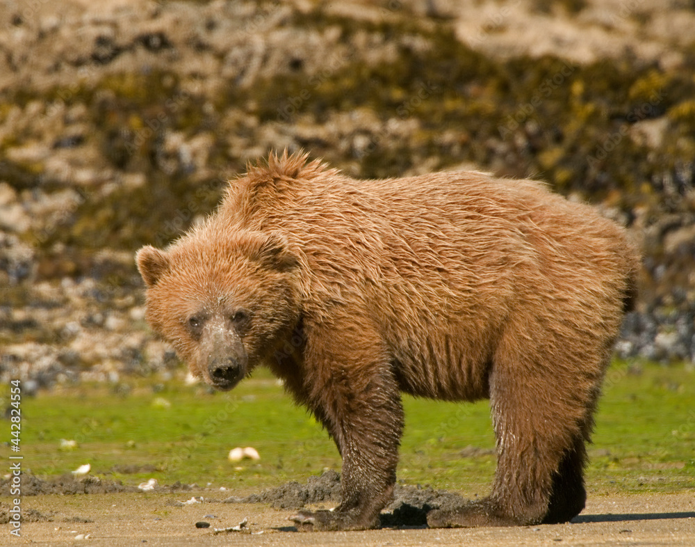Fototapeta premium Alaskan Brown Bear Cub