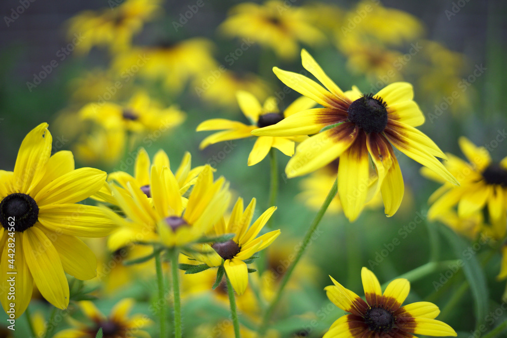 Fototapeta premium yellow flowers in the garden