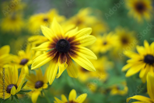 yellow flowers in the garden © Jen