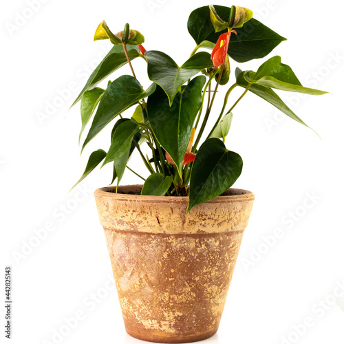 Green anthurium planted in ceramic pot