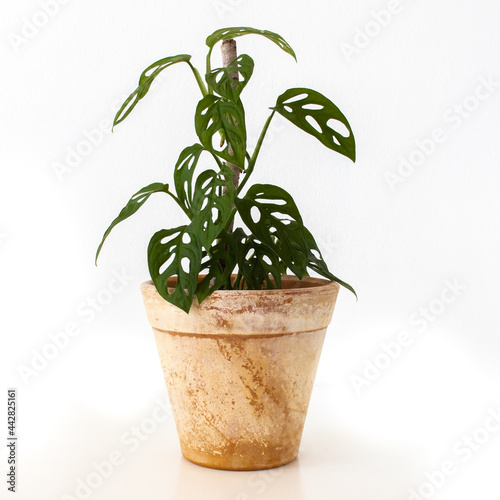 monstera