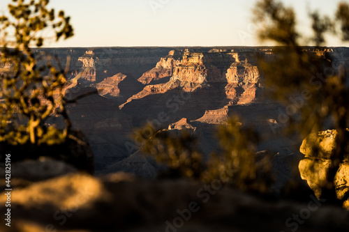 Peeking Through the Pine Trees to see the Grand Canyon © kellyvandellen