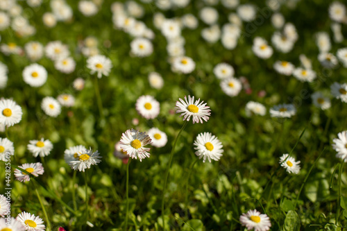 Daisies on the lawn. Summer flowers on the street.