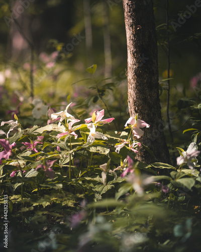 Flowers in the woods