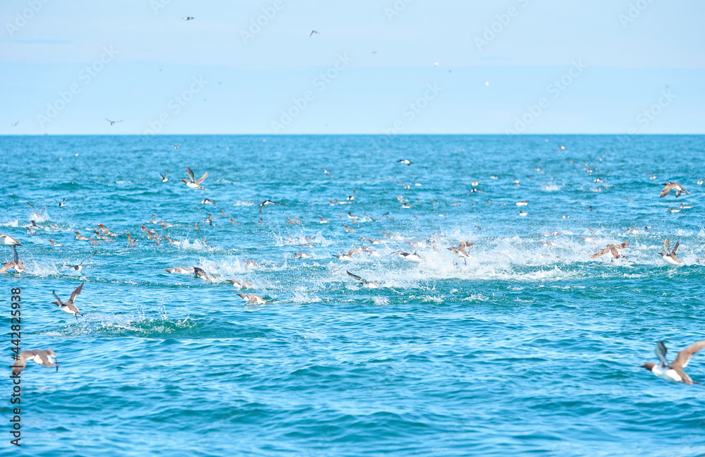 Naklejka premium Guillemot seabirds, Uria aalge, on the water of the irish sea.