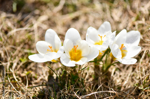 Soft floral background, field of crocuses, simple natural beauty