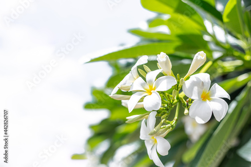White plumeria on the plumeria tree
