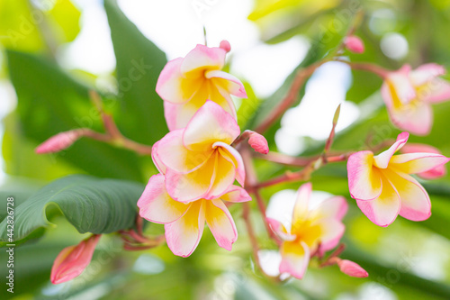 Phalaenopsis Moth orchids , white and pink. panoramic.
