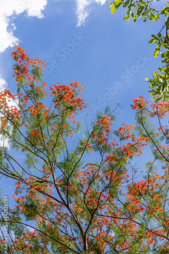 Royal Poinciana, Flamboyant, Flame Tree,