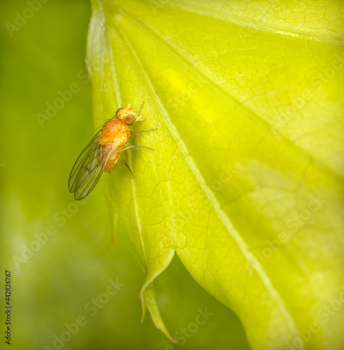 Agromyza ferruginosa photo