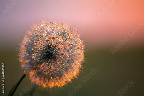 Dandelion flower with drops of morning dew. Nature and floral botany