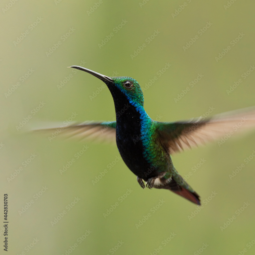 Fototapeta premium hummingbird in flight blur background