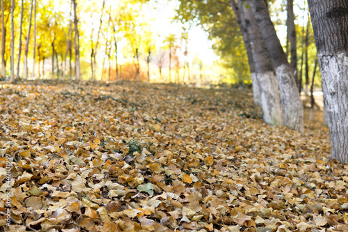 Yellow leaves all over the ground in outdoor parks in autumn