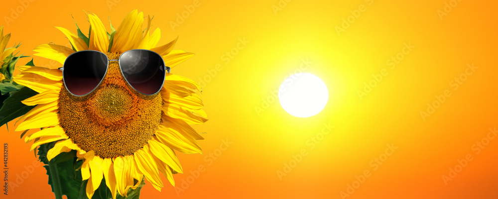 Sonnenblume mit Sonnenbrille - obrazy, fototapety, plakaty 