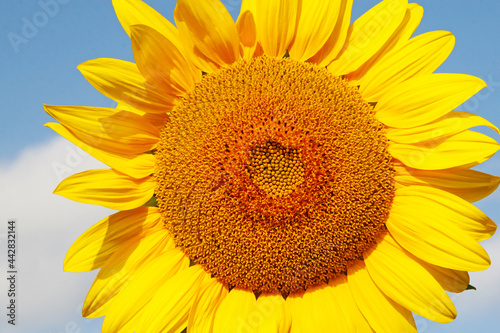 Wunderschöne Sonnenblume