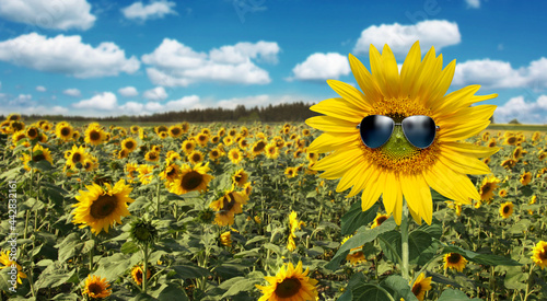 Sonnenblume mit Sonnenbrille