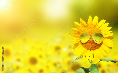 Sonnenblume mit Sonnenbrille