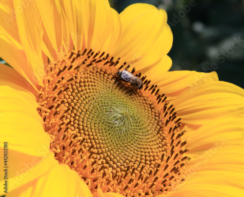 Wunderschöne Sonnenblume mit einer Biene