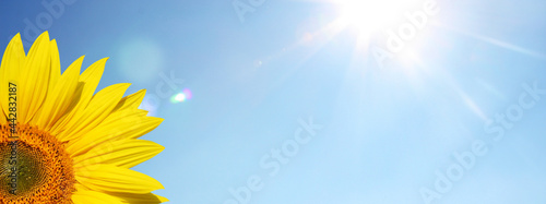 Wunderschöne Sonnenblume