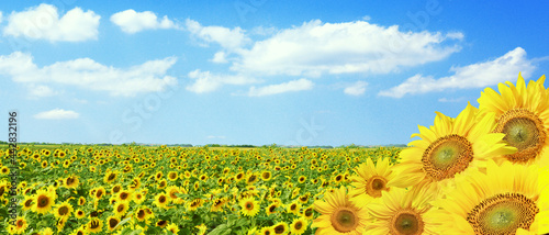 Wunderschöne Sonnenblumen