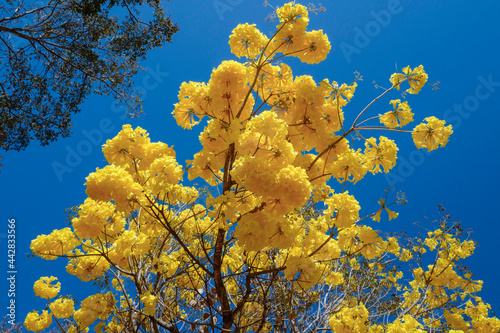 The yellow ipe, Tabebuia chrysantha. This is National Tree in Brazil and is a native tree of the intertropical broadleaf deciduous forests of South America. Brasilia, Brazil. September of 2019 photo