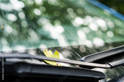 Leaf on windshield