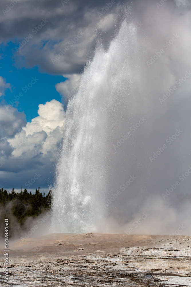 Fototapeta premium Old Faithful Geyser erupting at Yellowstone National Park in the springtime