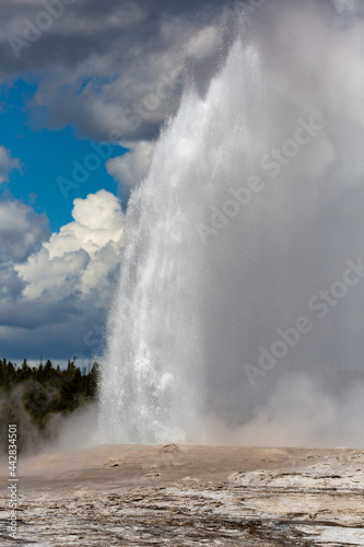Old Faithful Geyser erupting at Yellowstone National Park in the springtime