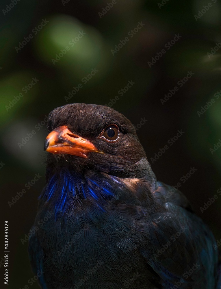 Fototapeta premium This image shows a beautiful macro portrait of a black bulbul bird.